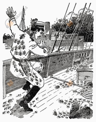 Царство муравьёв