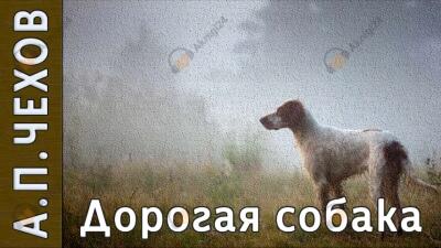 Дорогая собака