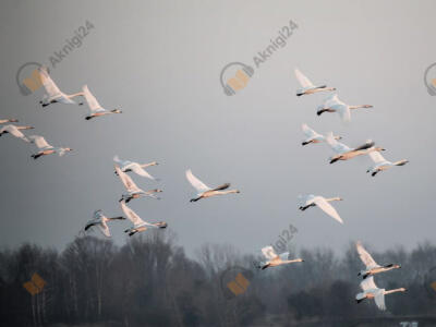 Снежный гусь