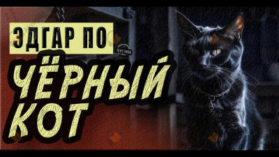 Черный кот